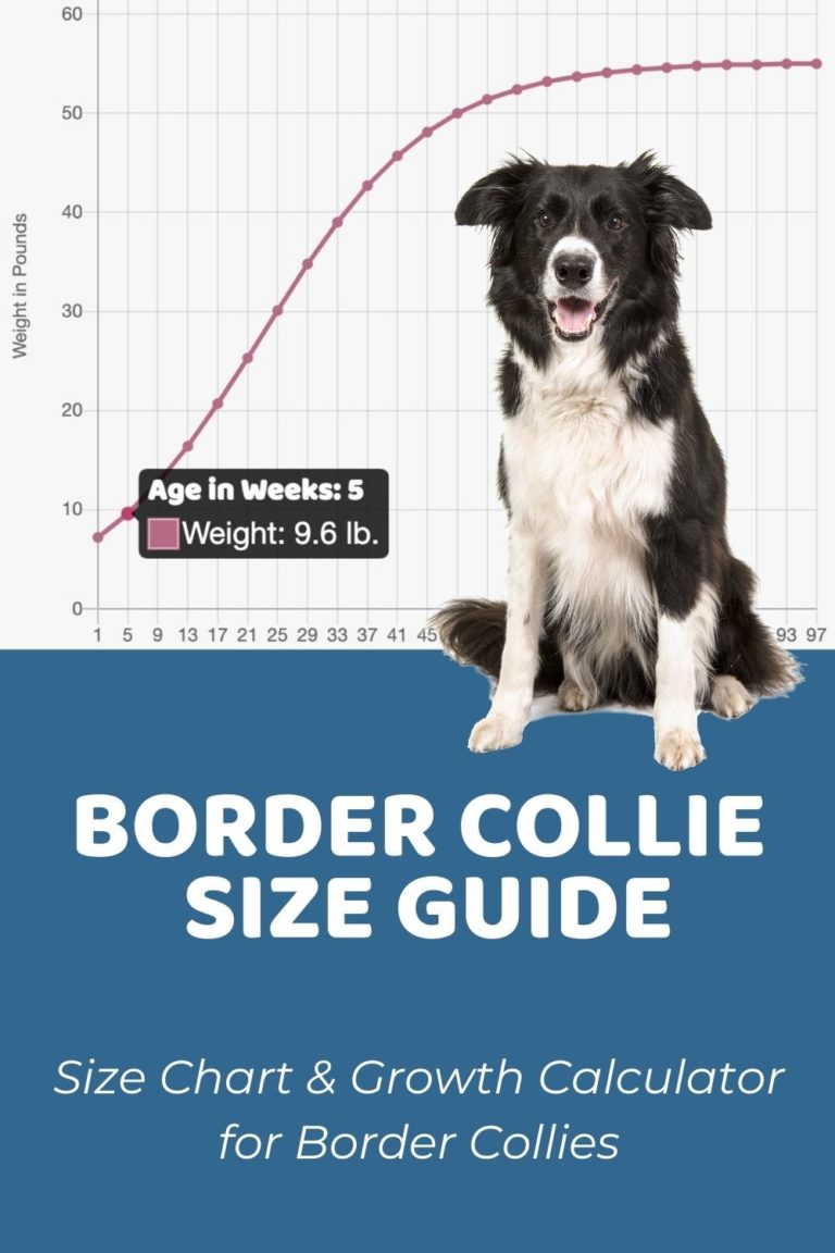 Interactive Border Collie Growth Chart and Calculator - Puppy Weight ...