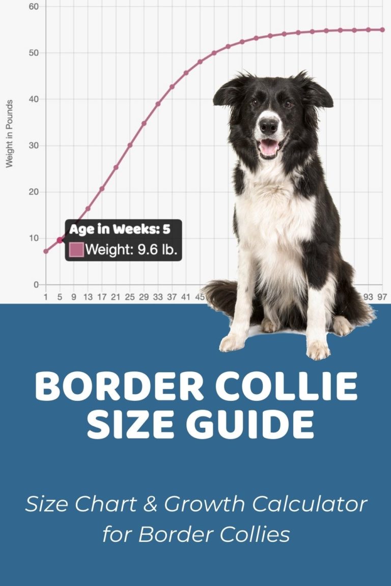 Interactive Border Collie Growth Chart and Calculator Puppy Weight