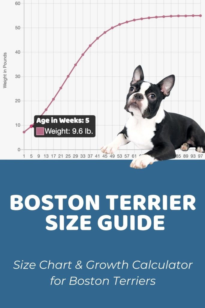 Boston Terrier Size Guide How Big Does a Boston Terrier Get - Puppy Weight Calculator