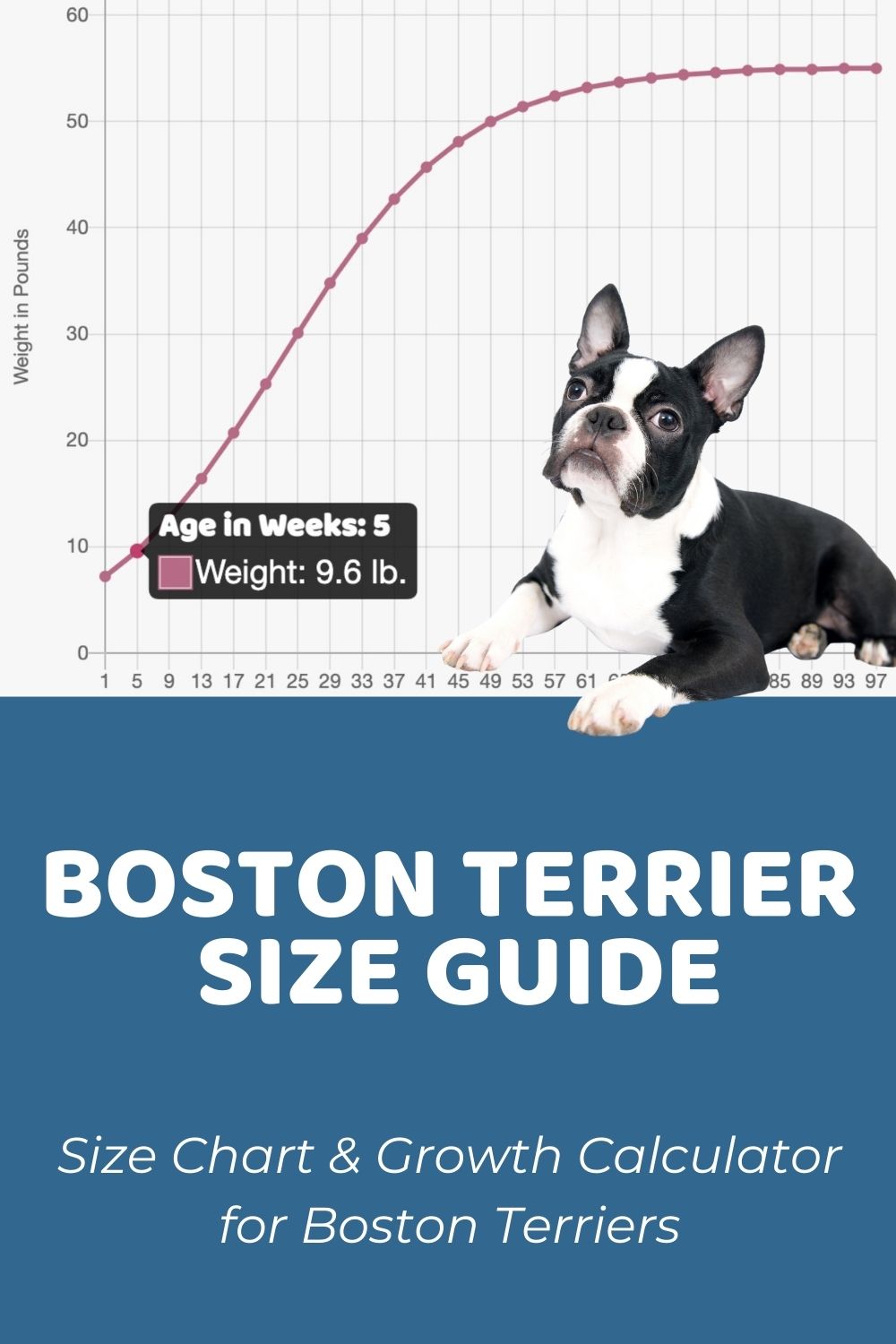 Boston Terrier Size Chart & Growth Patterns