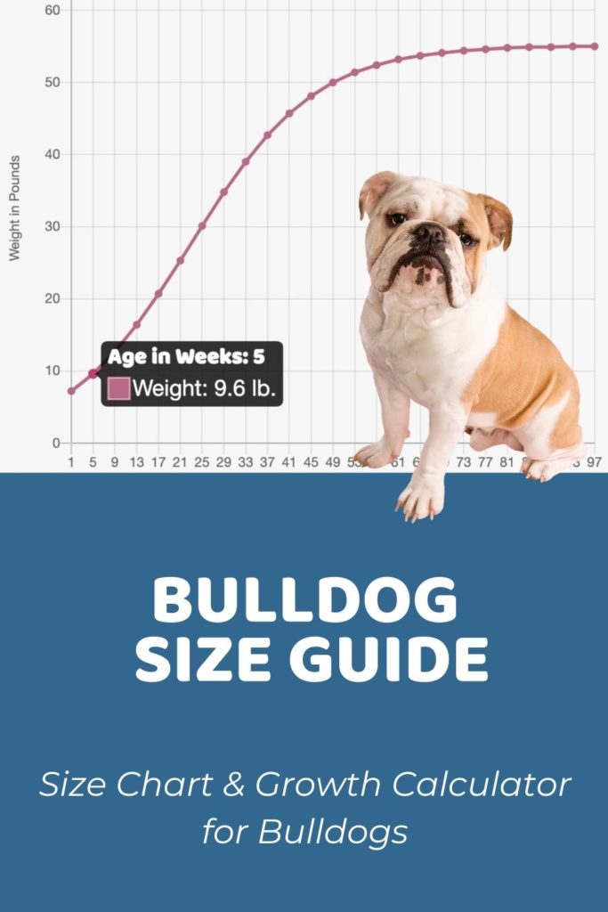 Bulldog Size Guide How Big Does a Bulldog Get - Puppy Weight Calculator