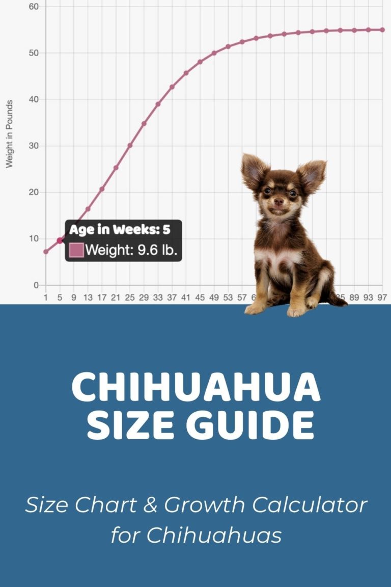 Interactive Chihuahua Growth Chart and Calculator Puppy Weight Calculator