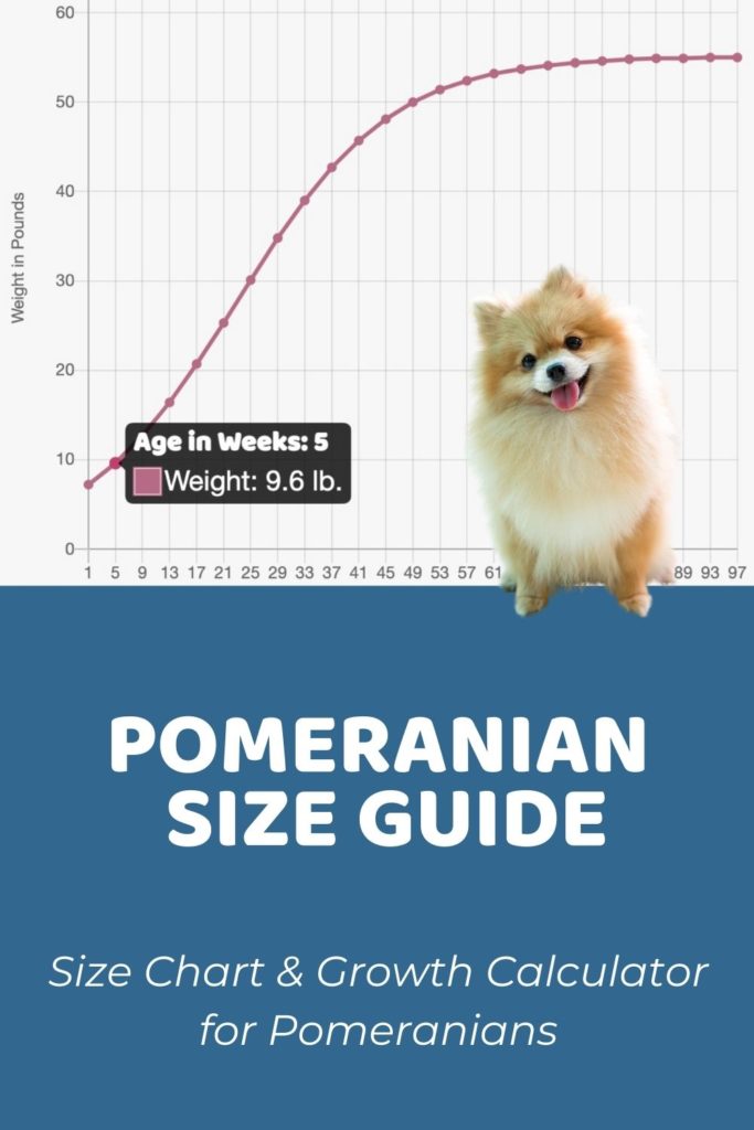 Pomeranian Size Chart & Growth Patterns - Puppy Weight Calculator