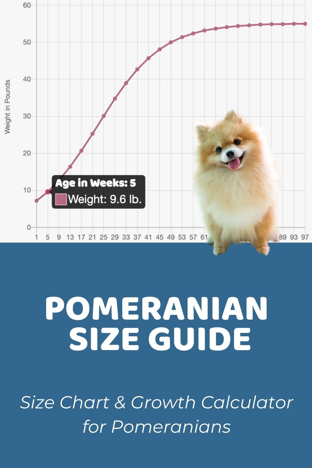 Pomeranian Size Chart & Growth Patterns – Puppy Weight Calculator