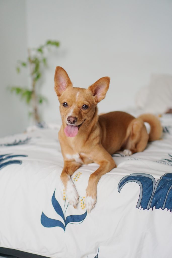 Chihuahua
