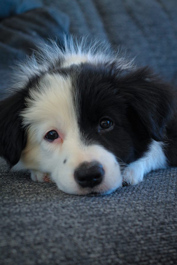 Border Collie Size Guide & Size Chart - Puppy Weight Calculator