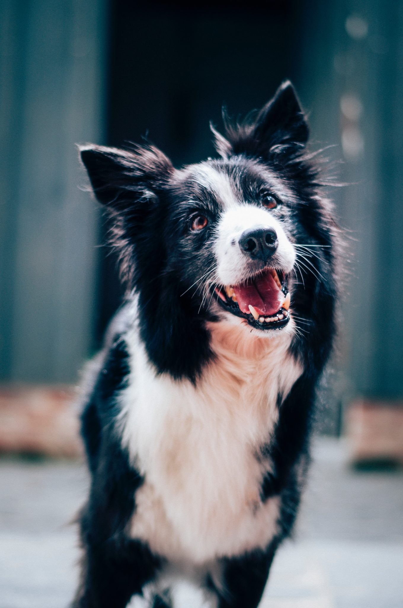 Border Collie Size Guide & Size Chart - Puppy Weight Calculator