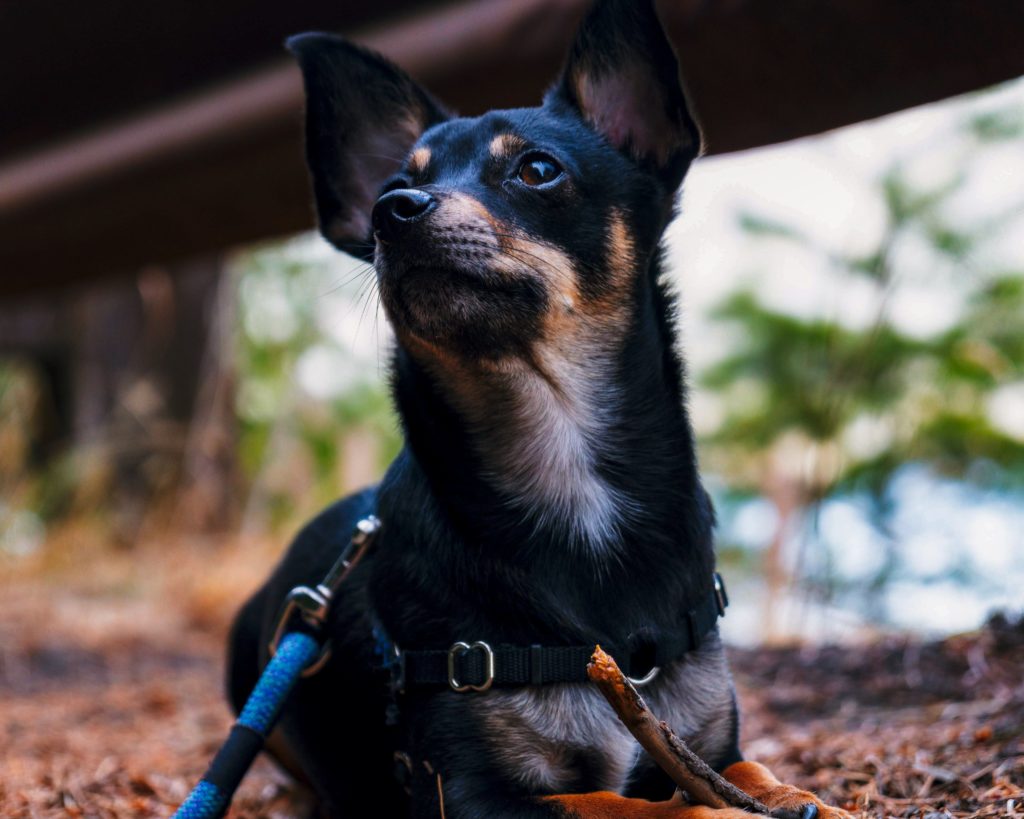 Chihuahua
