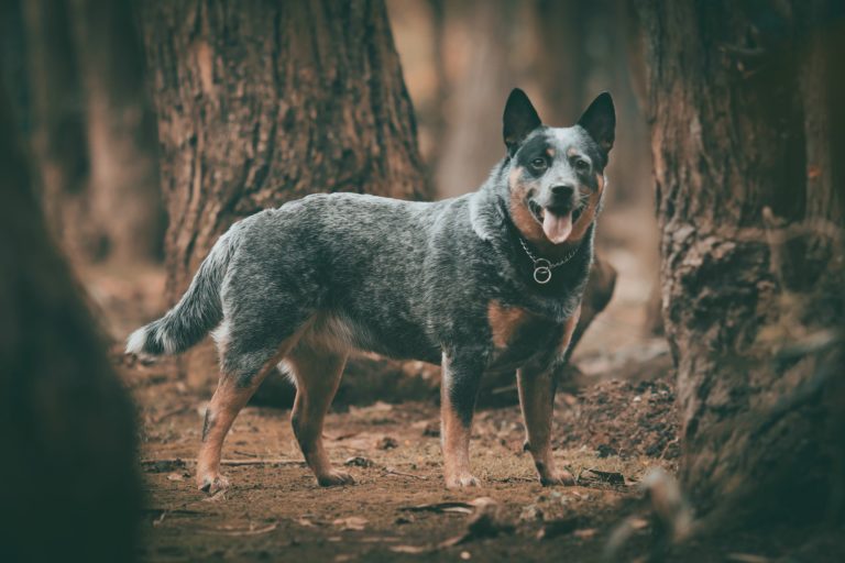 blue-heeler-size-guide-how-big-do-australian-cattle-dogs-get-puppy