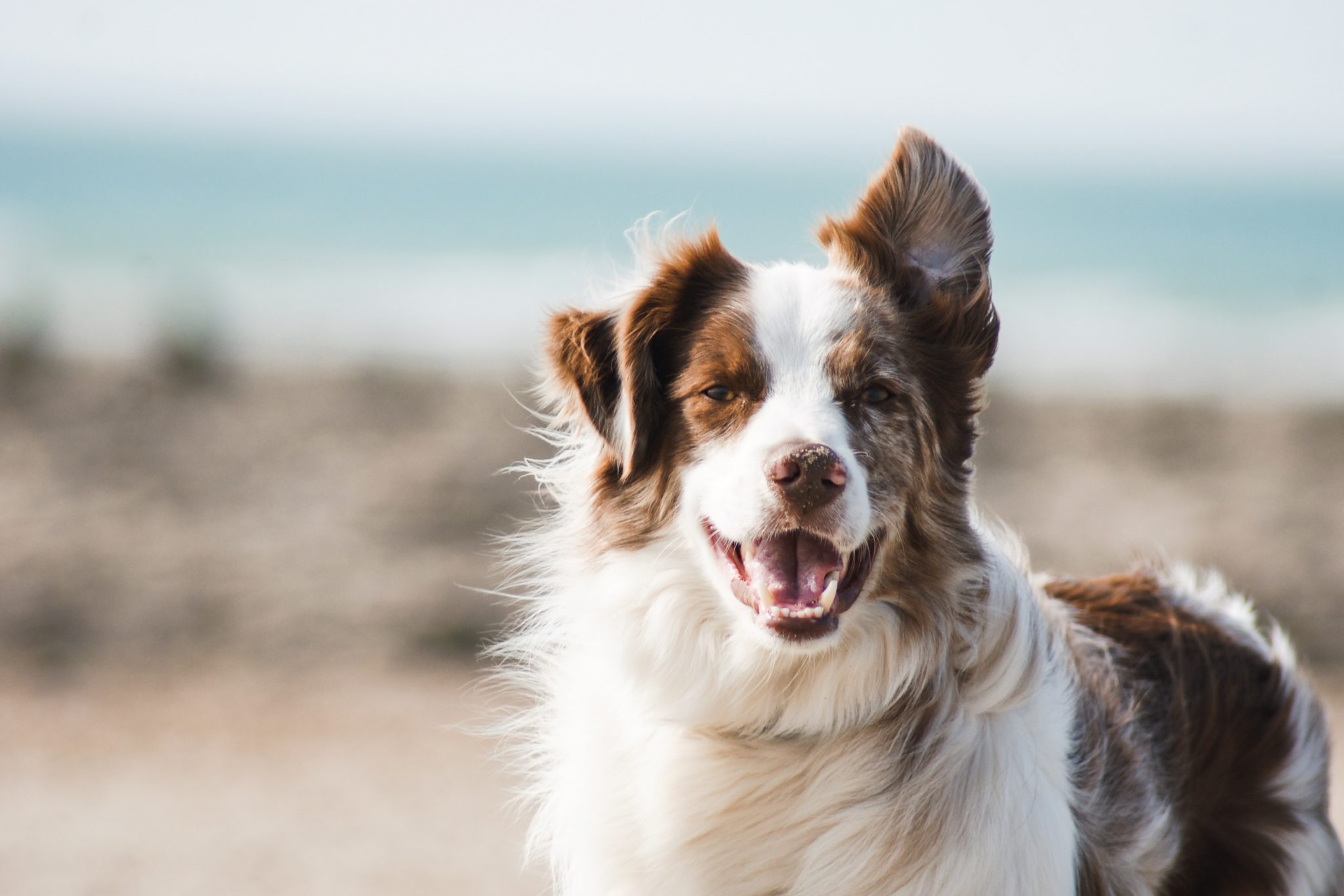 Border Collie Size Guide & Size Chart - Puppy Weight Calculator