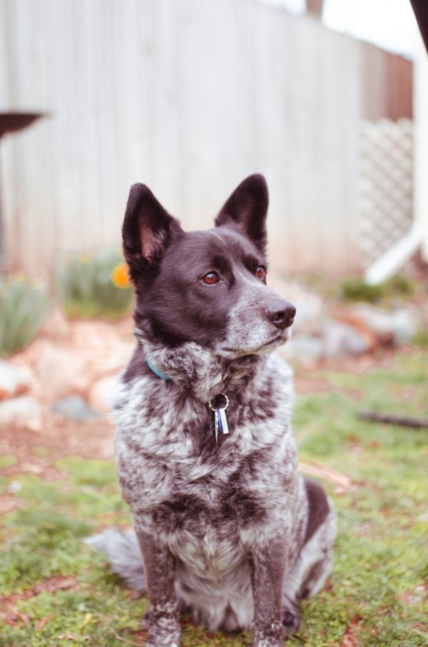 Blue Heeler Size Guide: How Big Do Australian Cattle Dogs Get? - Puppy