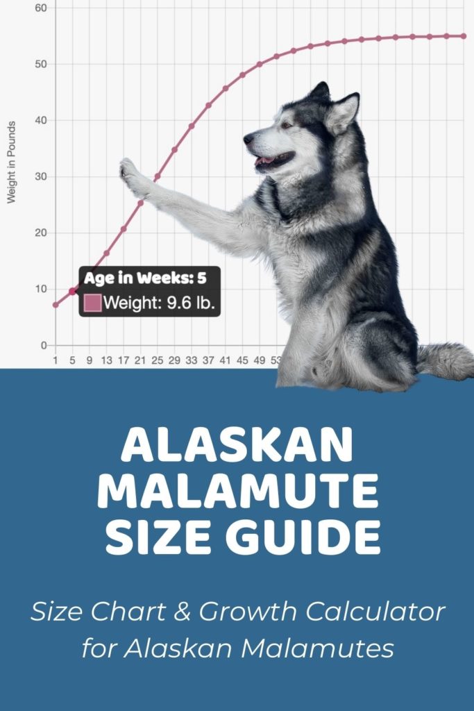 Alaskan Malamute Size Guide How Big Does an Alaskan Malamute Get - Puppy Weight Calculator