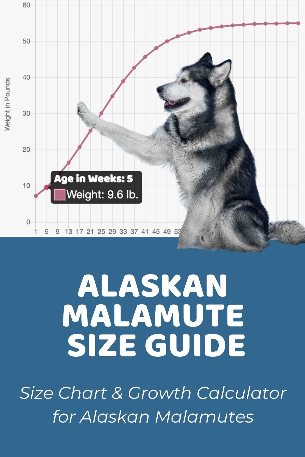 how much is a malamute dog
