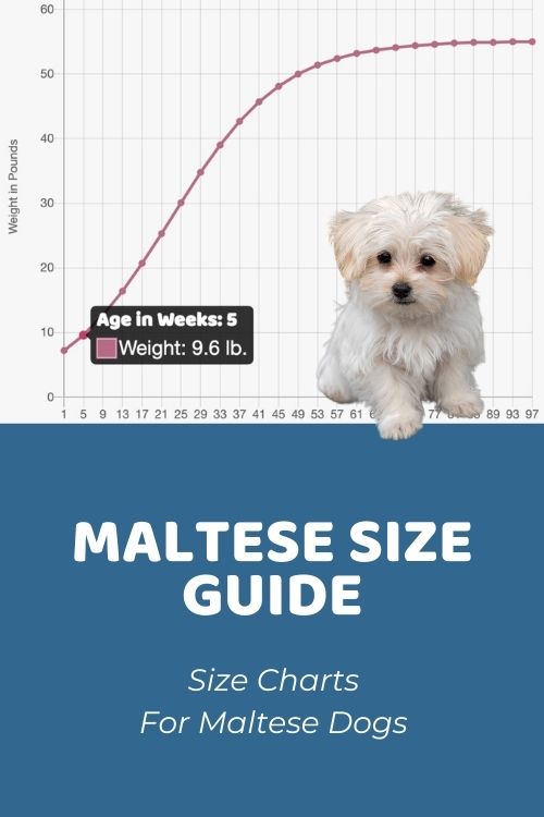 Maltese Size Guide How Big Do Maltese Get? Puppy Weight Calculator