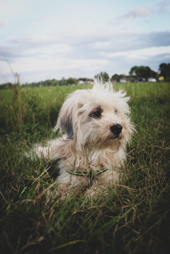 Maltese