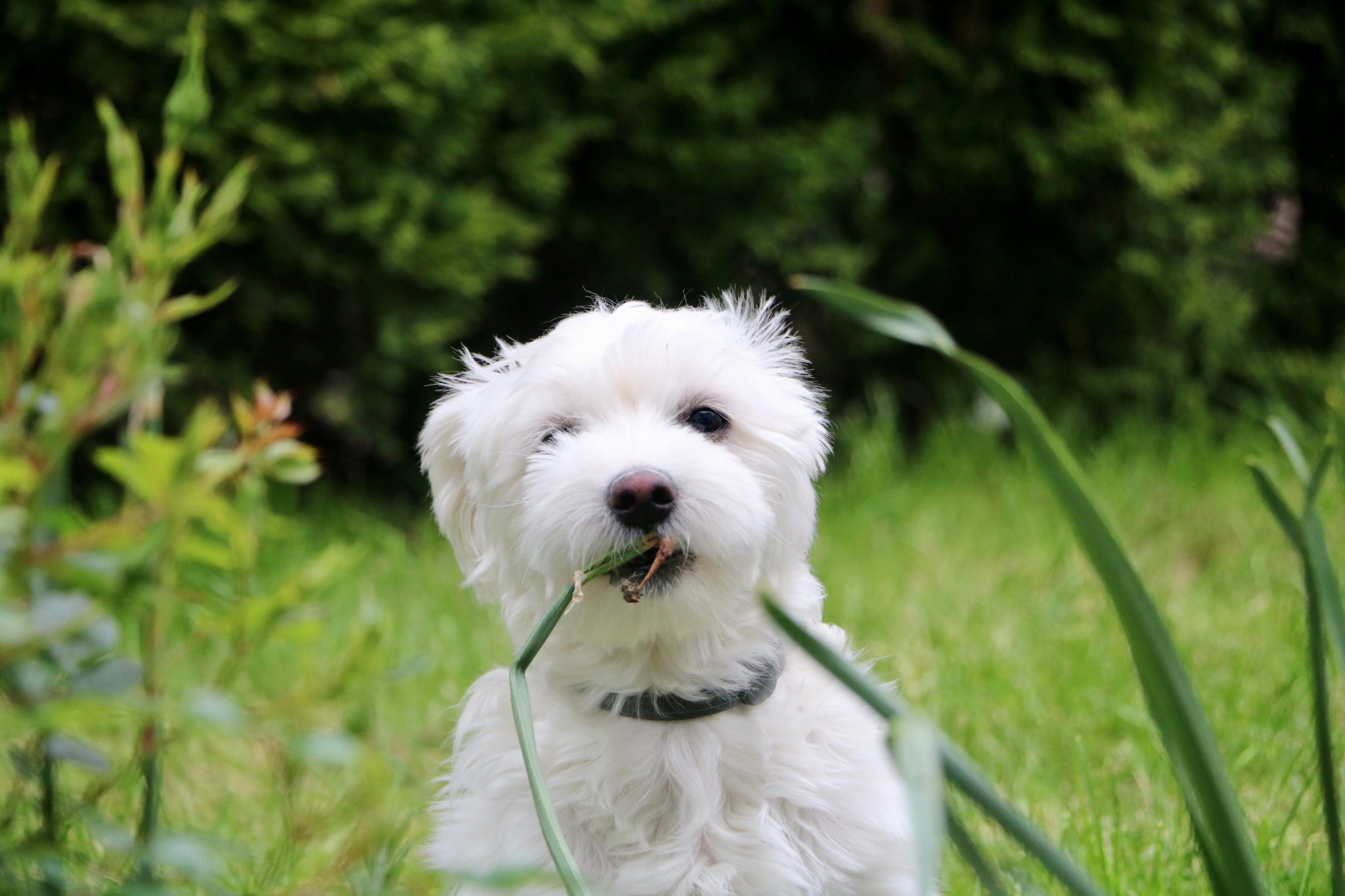 Maltese Size Guide: How Big Do Maltese Get? - Puppy Weight Calculator