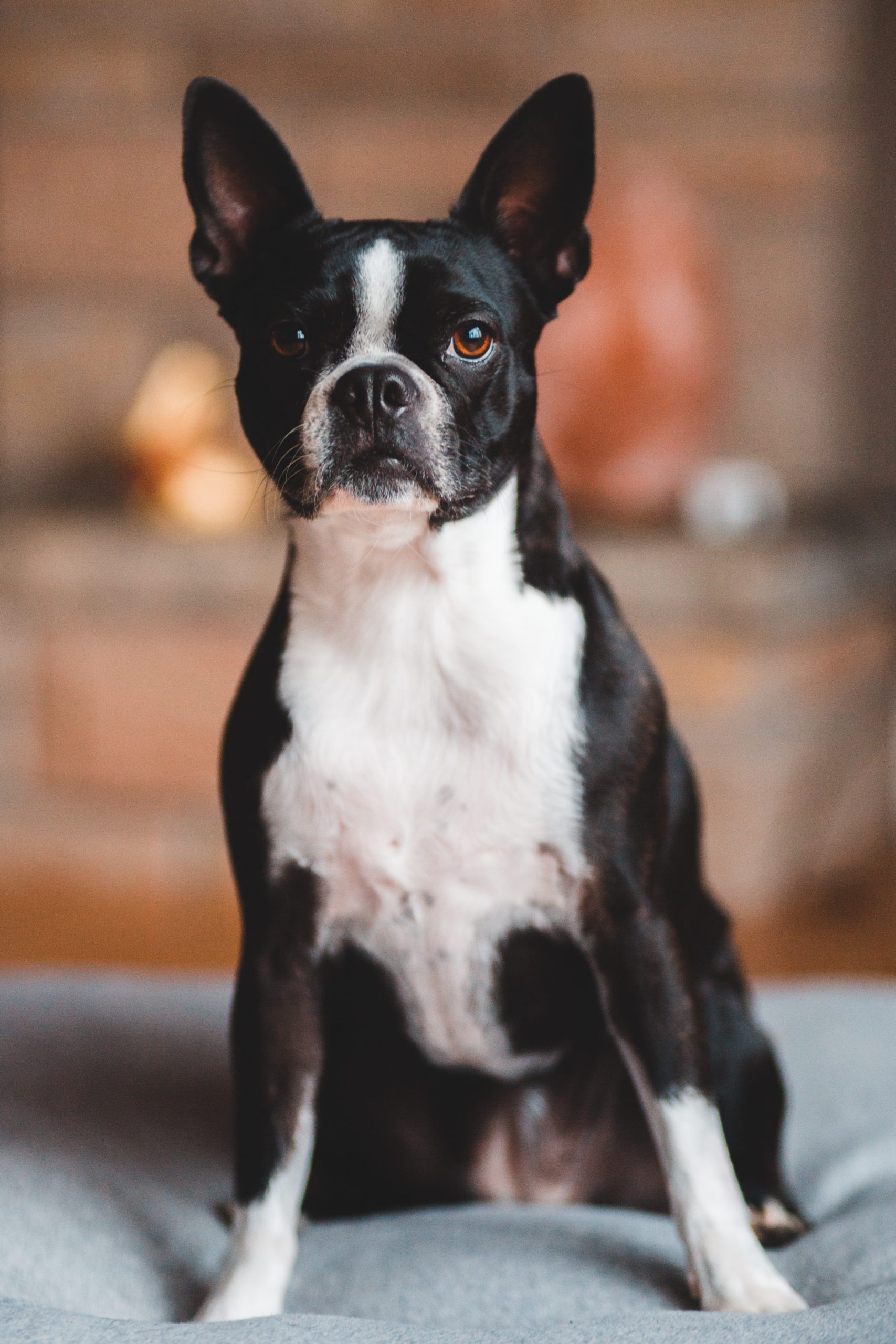 Boston Terrier Size Chart & Growth Patterns - Puppy Weight Calculator