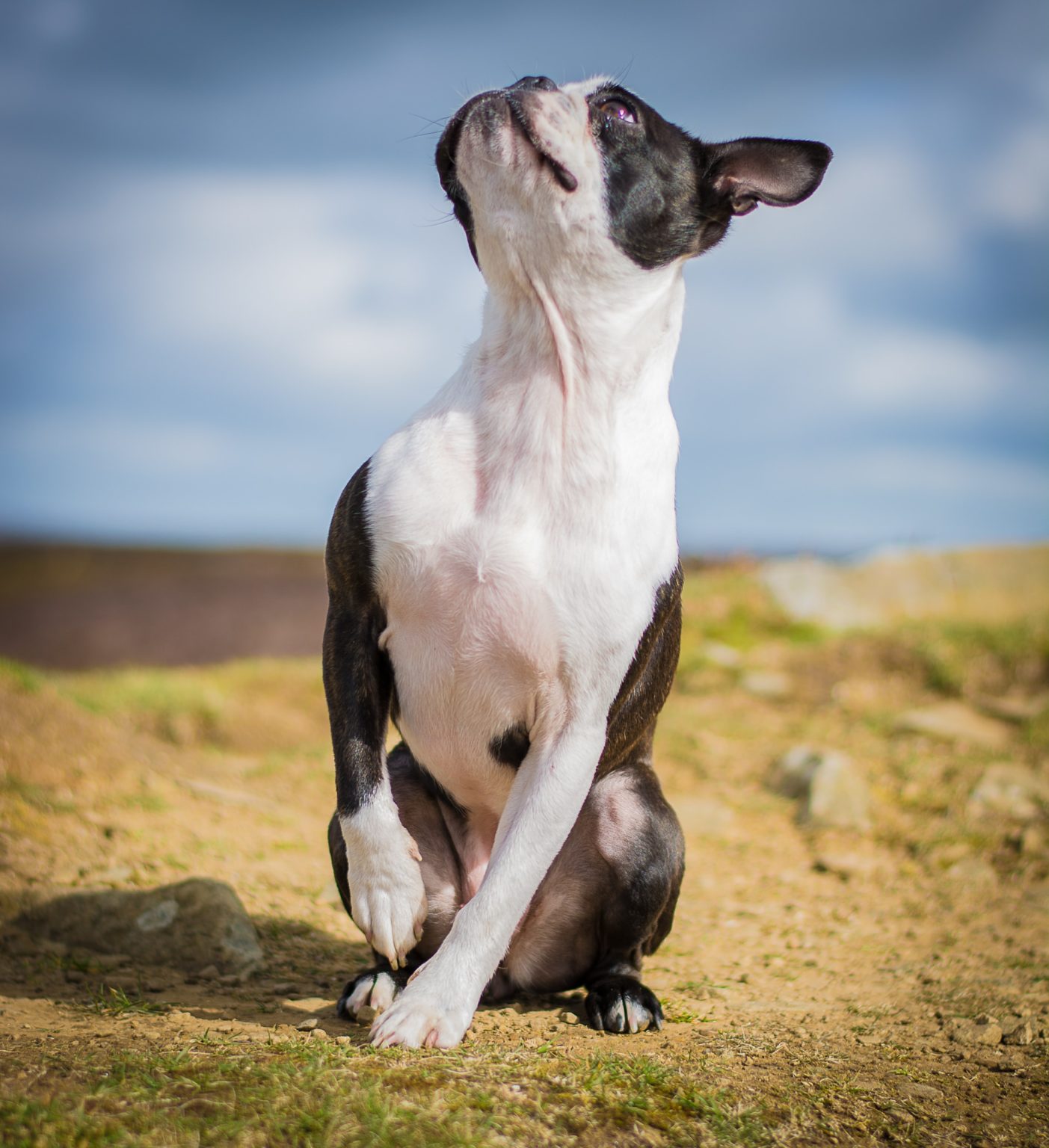 Boston Terrier Growth Chart