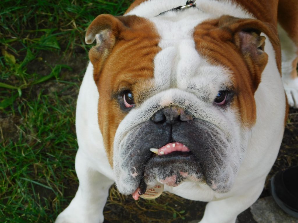 Bulldog