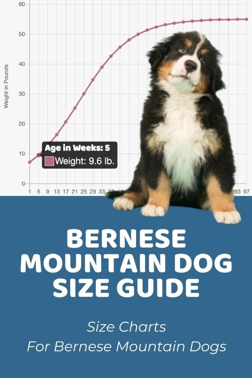Bernese Mountain Dog Size Guide How Big Does a BMD GetBernese Mountain Dog Size Guide How Big Does a BMD Get