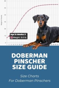 Doberman Pinscher Size Chart & Growth Patterns - Puppy Weight Calculator