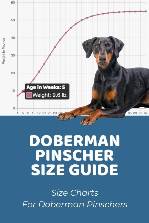 Doberman Pinscher Size Chart & Growth Patterns