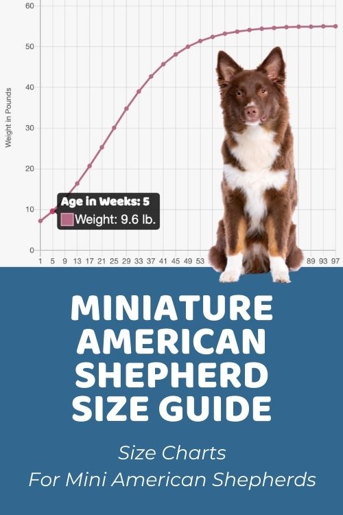 Miniature American Shepherd Size Chart & Growth Patterns