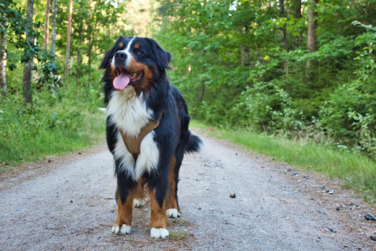 Bernese Mountain Dog Size Guide: How Big Does a BMD Get? - Puppy Weight