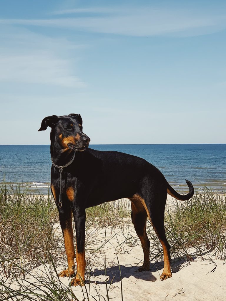 at what age is a doberman pinscher full grown