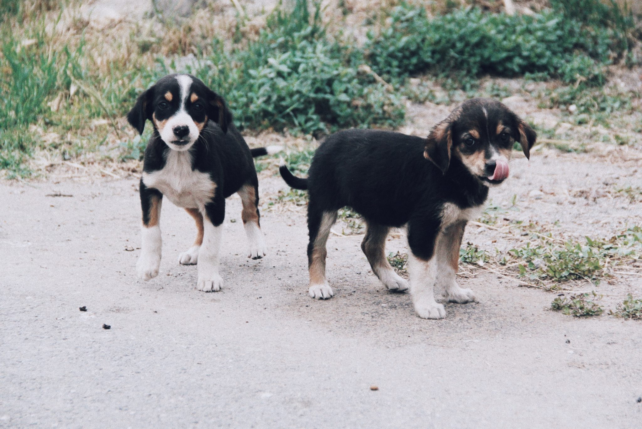 Bernese Mountain Dog Size Guide: How Big Does a BMD Get? - Puppy Weight