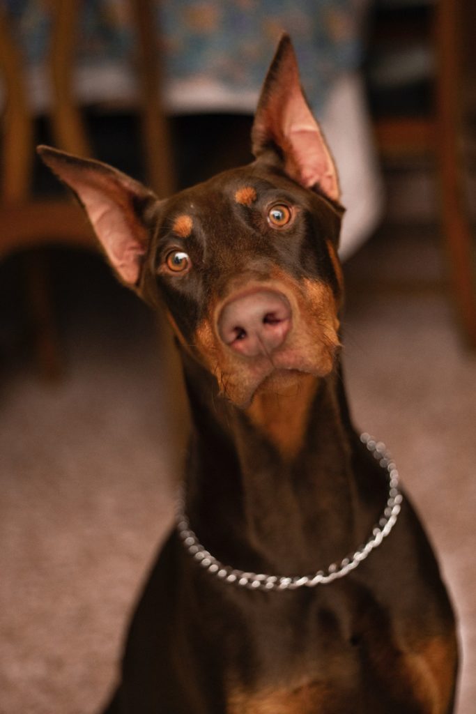 how big does a female doberman get