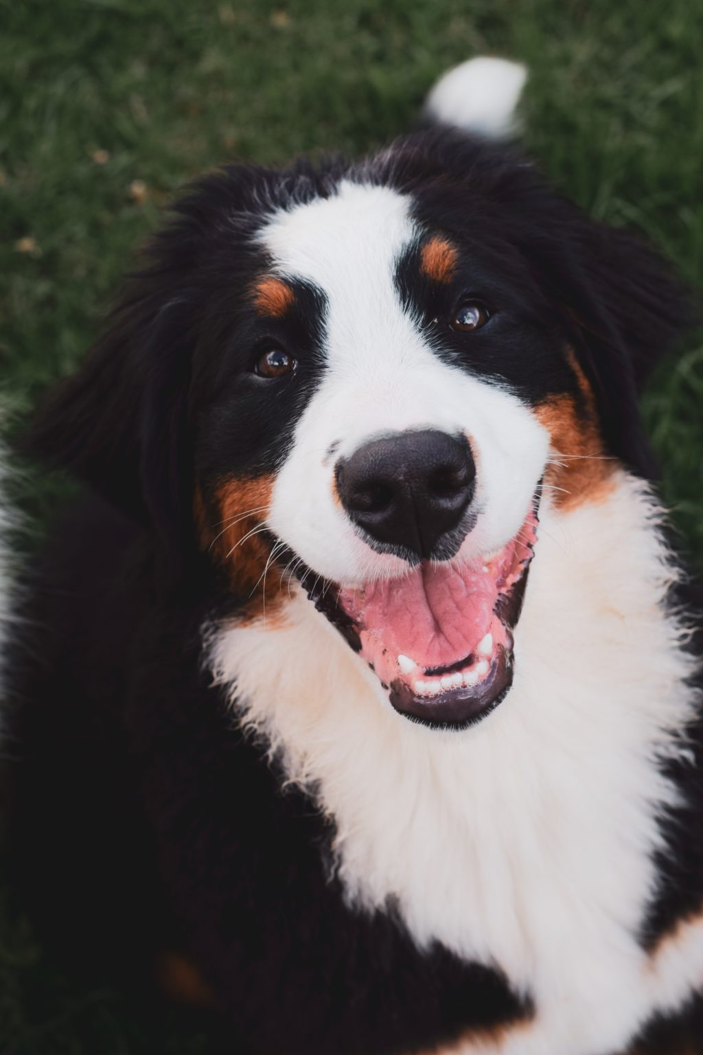 Bernese Mountain Dog Size Guide: How Big Does a BMD Get? - Puppy Weight