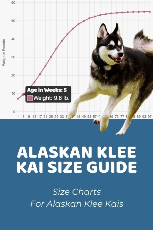 Alaskan Klee Kai Size Guide How Big Does an Alaskan Klee Kai Get