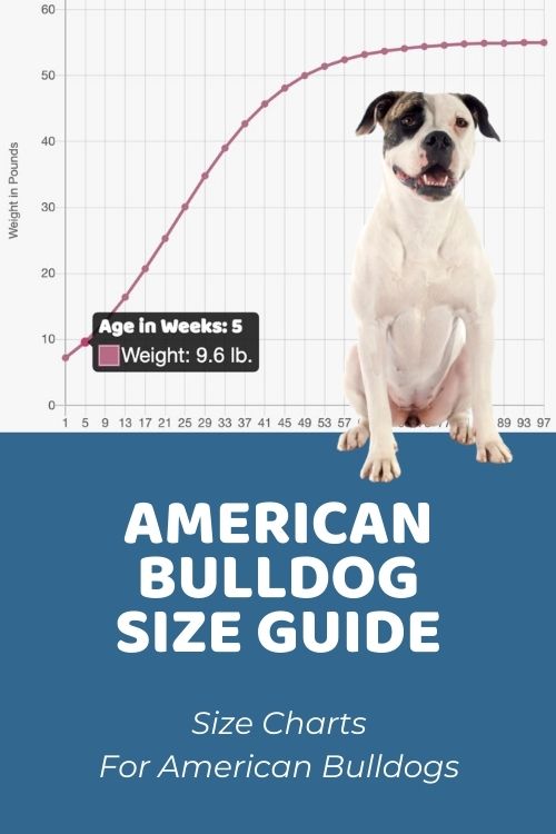 American Bulldog Size Guide How Big Does an American Bulldog Get