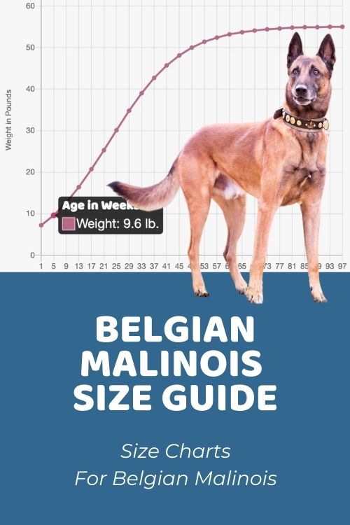 Belgian Malinois Size Chart How Big Does A Belgian Malinois Get?