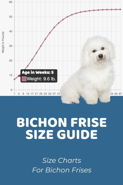 Bichon Frise Size Chart: How Big Is A Full-Grown Bichon Frise?