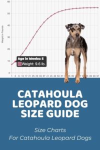 Puppy Weight Calculator: Your Results - Puppy Weight Calculator