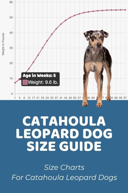 Catahoula Leopard Dog Size Guide How Big Does a Catahoula Leopard Dog Get
