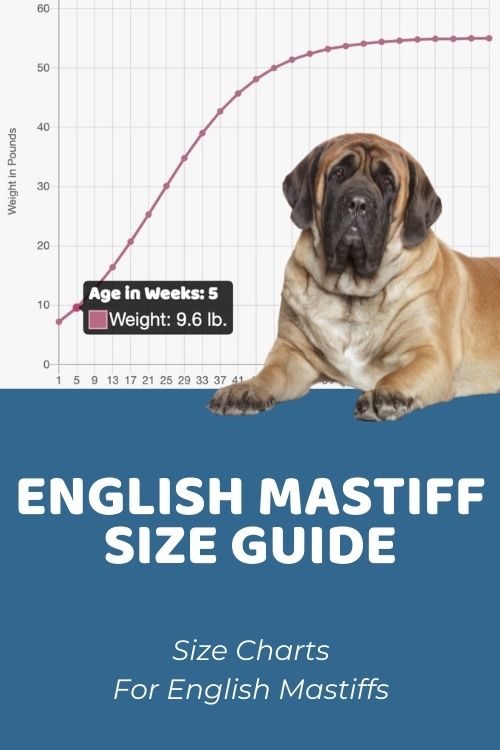 how much should my english mastiff puppy weigh