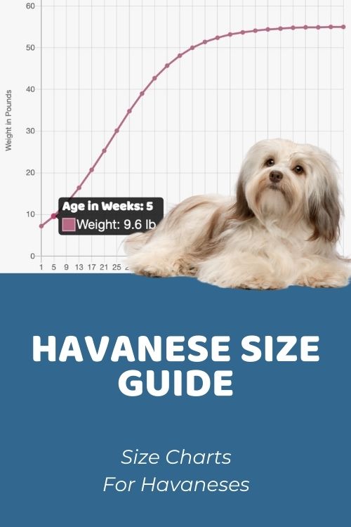 Havanese Size Guide How Big Does a Havanese Get