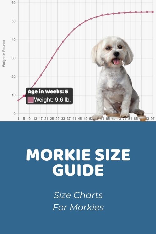 how big will my morkie puppy get