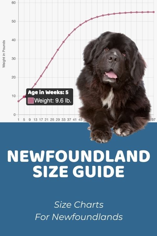 Newfoundland Size Guide How Big Does a Newfoundland Get