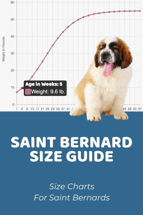 Saint Bernard Size Guide How Big Does a Saint Bernard Get