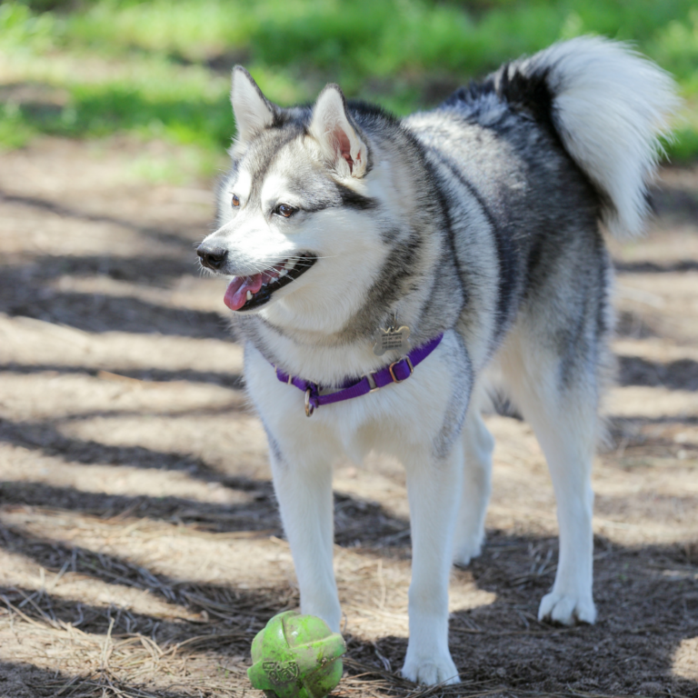 Alaskan Klee Kai Size Chart: How Big Does An Alaskan Klee Kai Get?