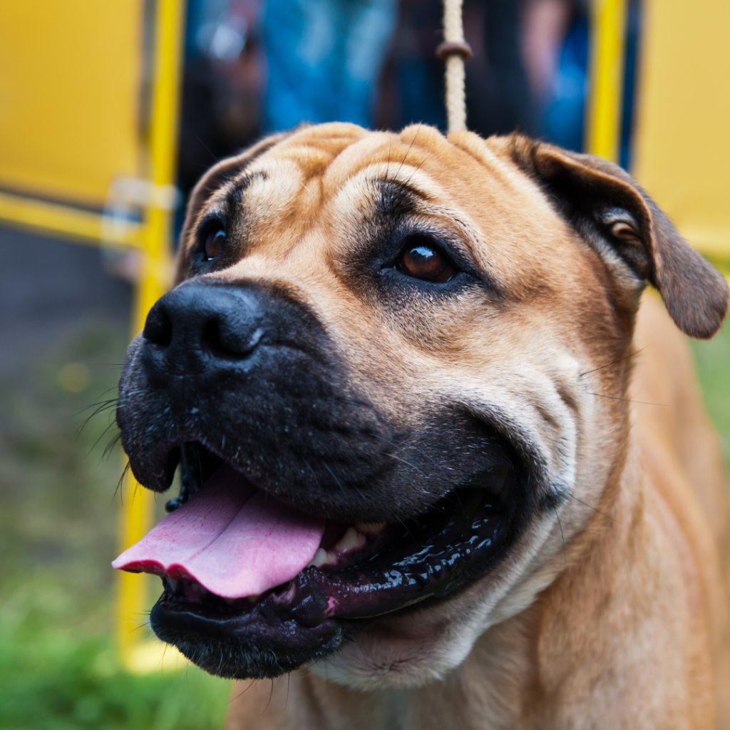 how long do mastiffs grow in height