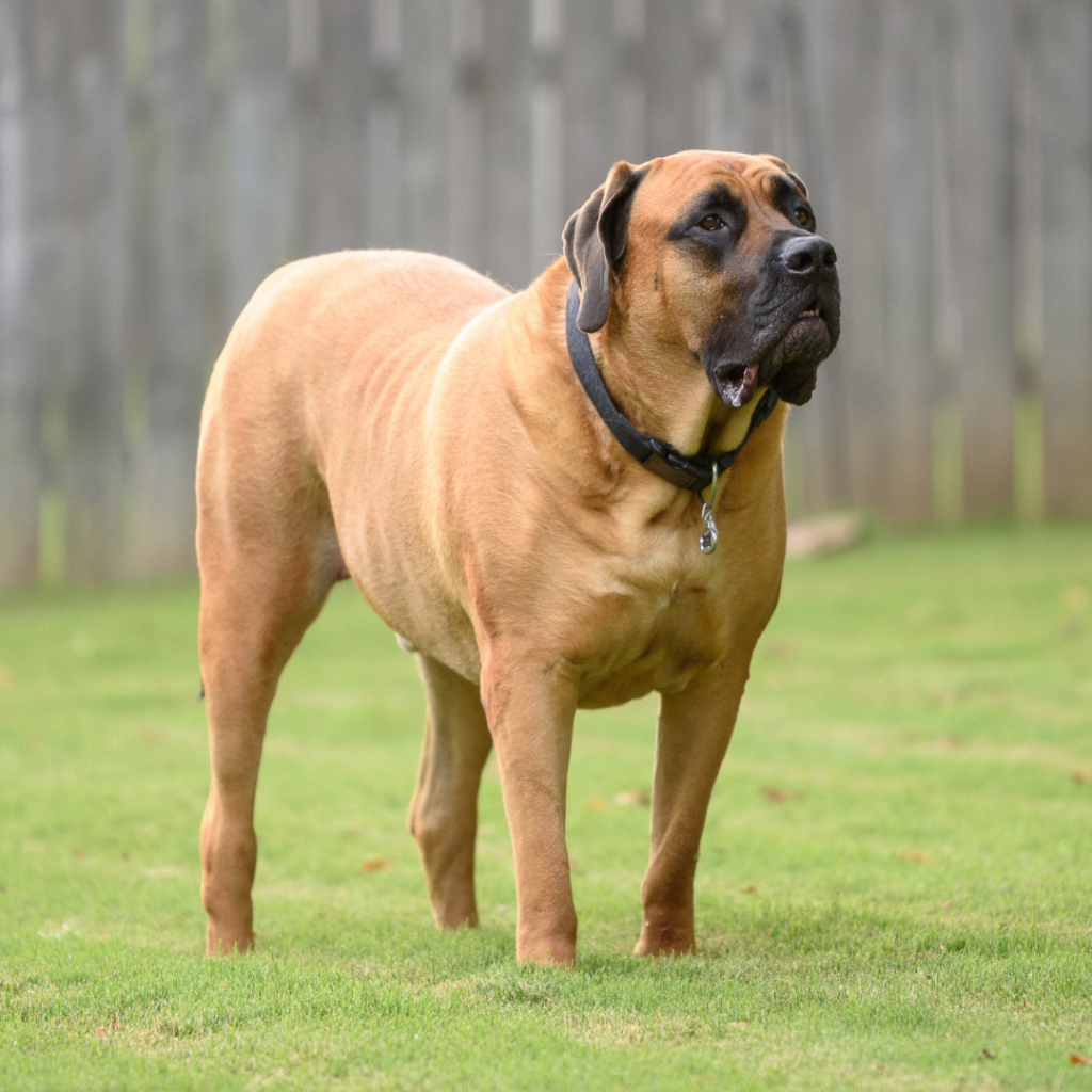 at what age is an english mastiff full grown