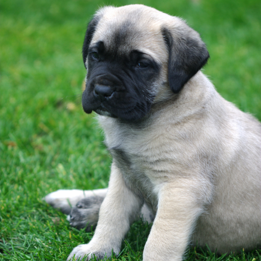 how much should my english mastiff puppy weigh