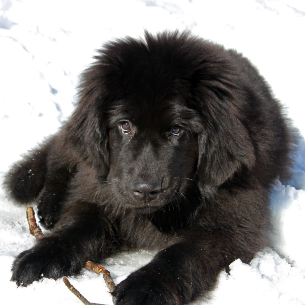 Newfoundland Size Chart: How Big Do Newfoundlands Get?