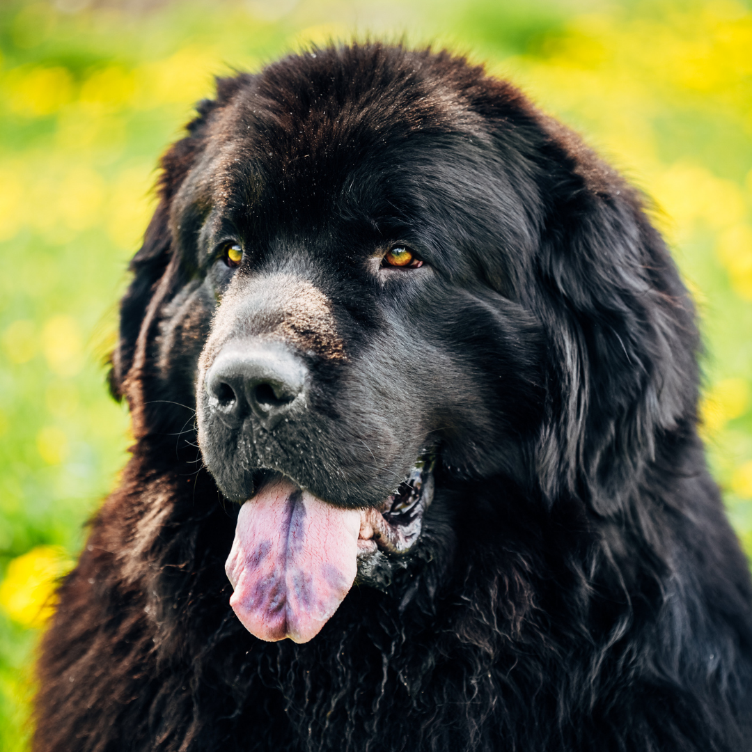 newfoundland-size-chart-how-big-do-newfoundlands-get