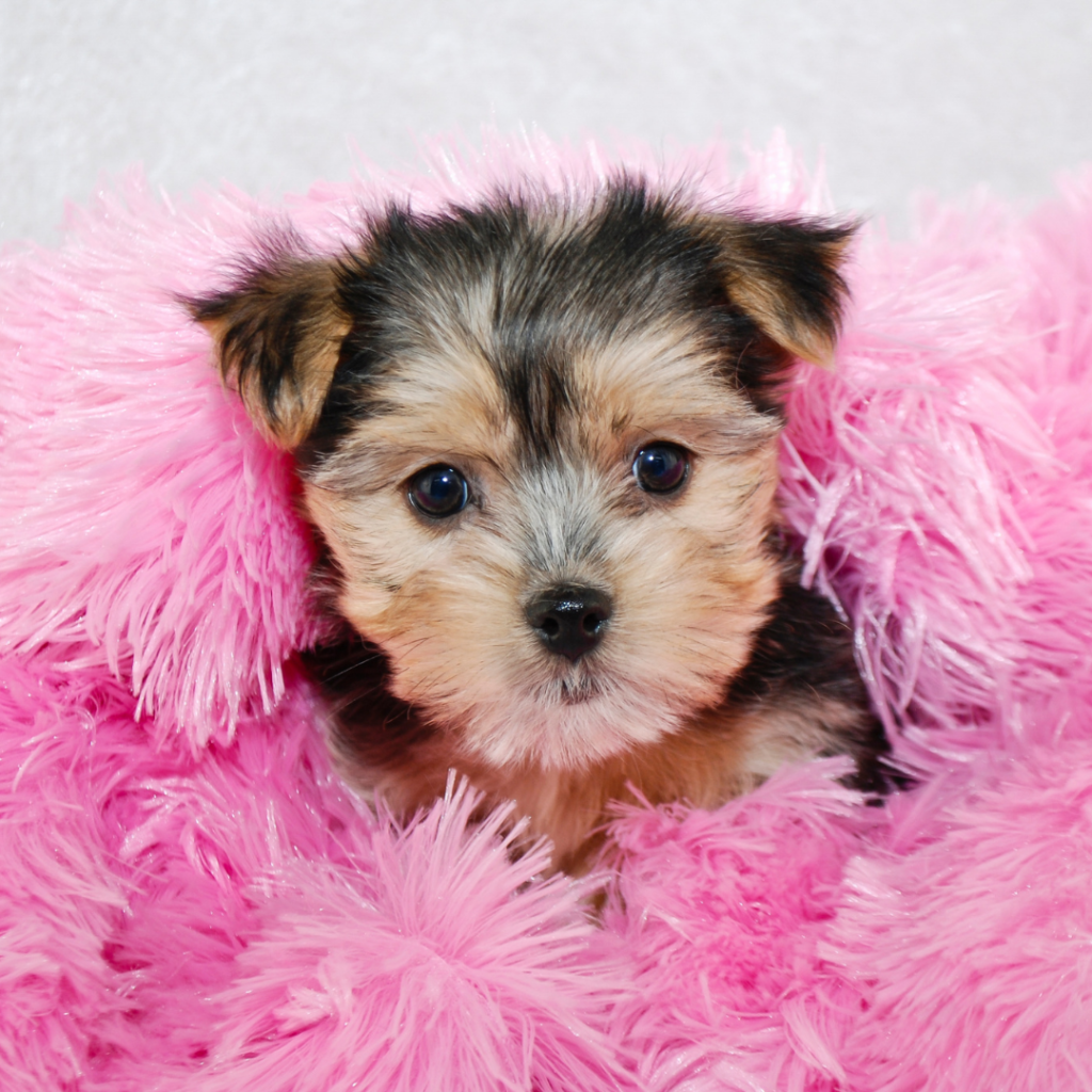 at what age do morkie puppies stop growing